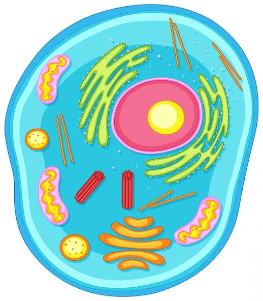 The Animal Cell