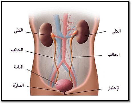 الجهاز البولي في الإنسان