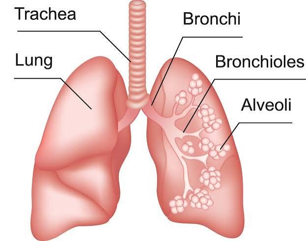 Respiratory System
