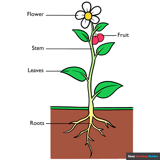 Plant Parts