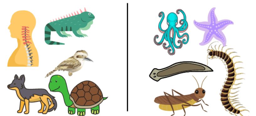 Vetebrates and invertebrates