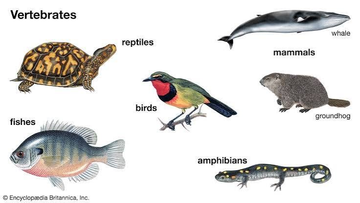 Groups of Vertebrates