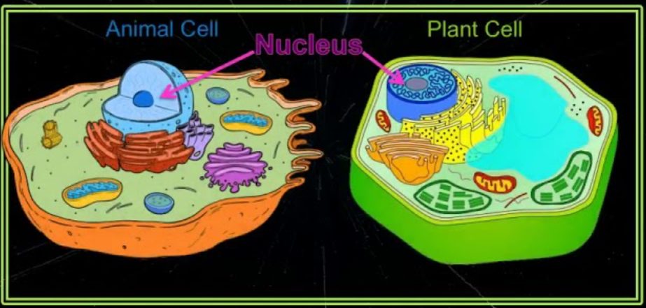 The cell