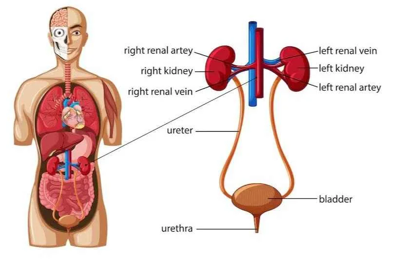Excretory system