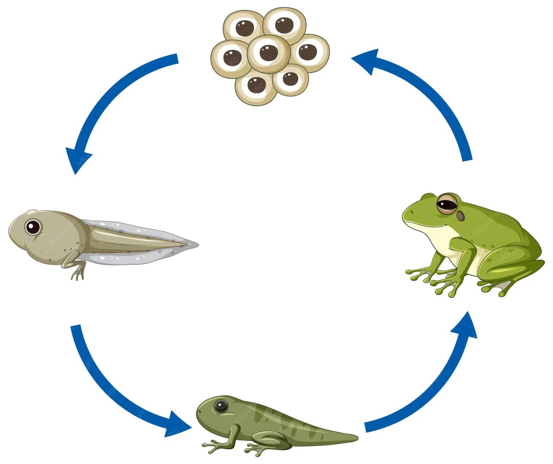 The frog lyfe cycle