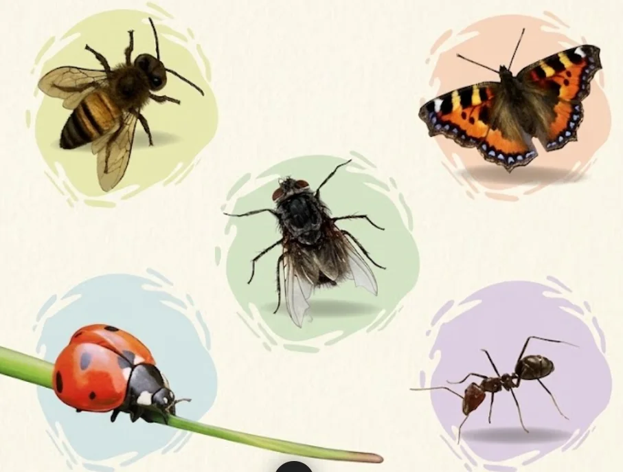 Insects grade1