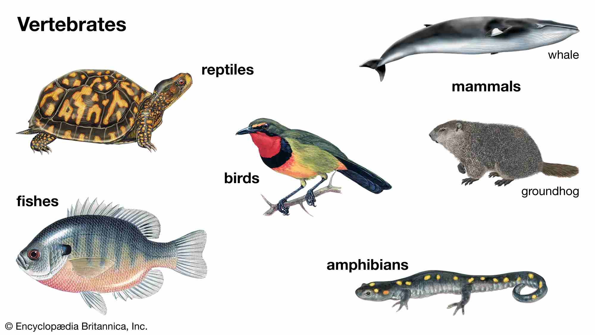 Vertebrates
