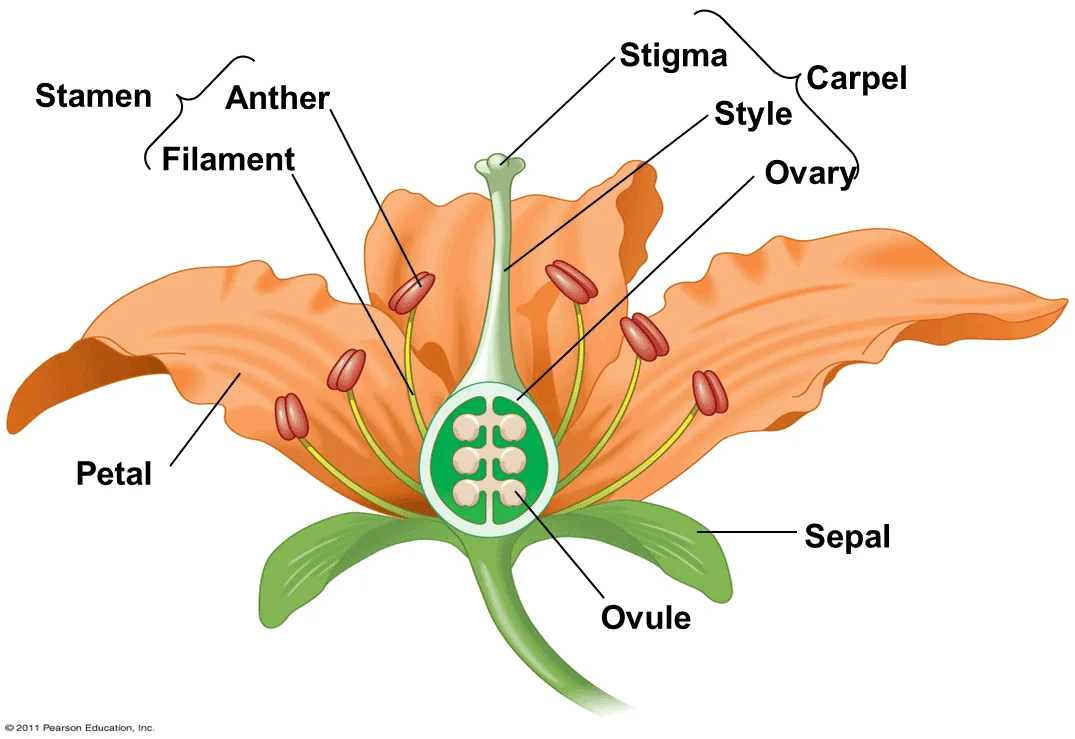 Reproduction in plants - Grade 5 - page 12-13
