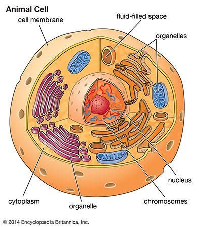 Exploring Plant and Animal Cells: Grade 6